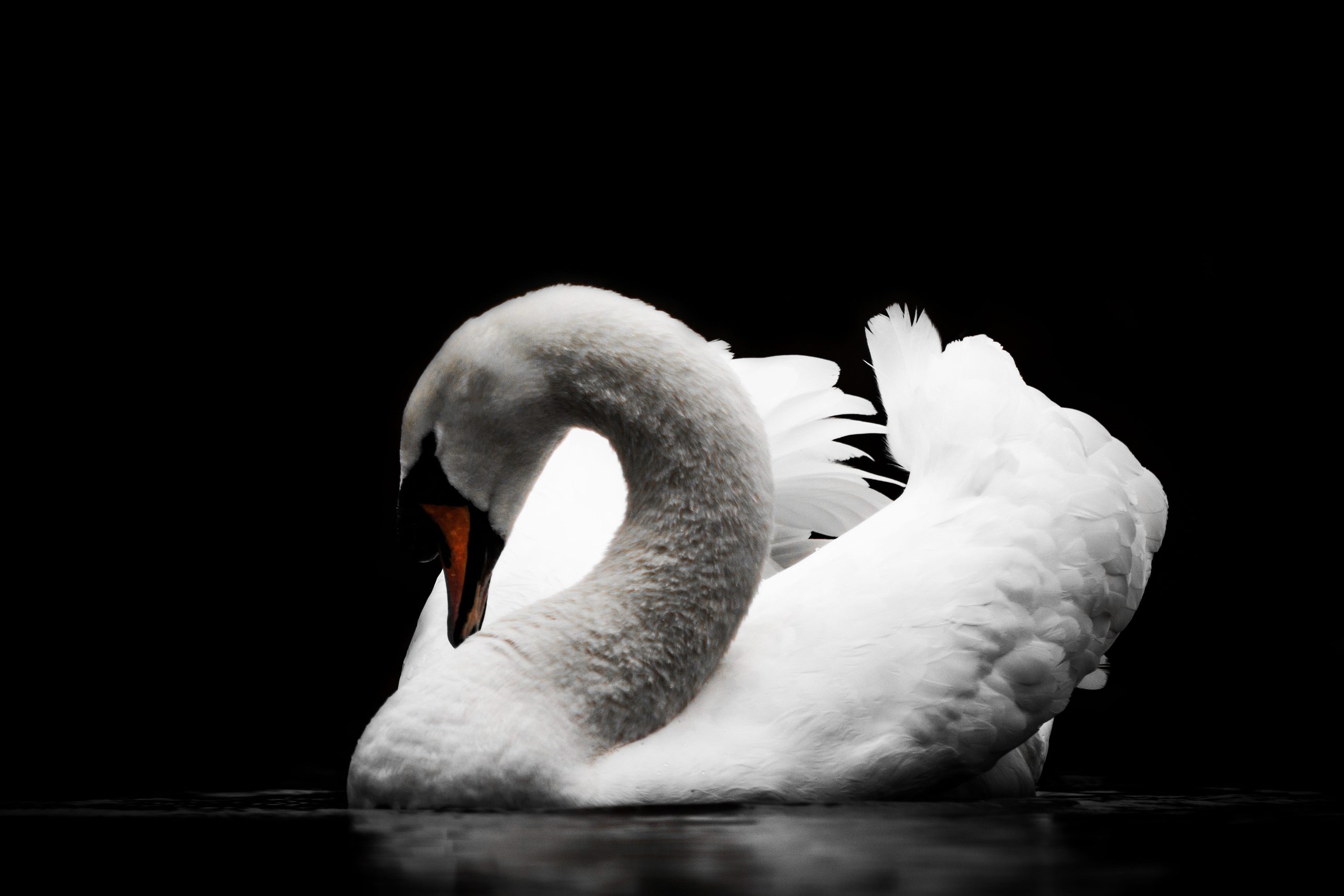 color animal and body of water
