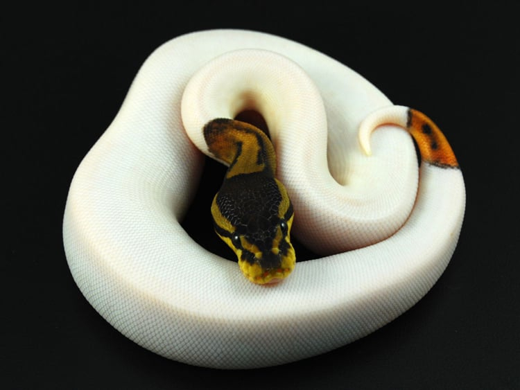 The Animal Kingdom 39 s Most Fascinatingly Bizarre Color Mutations