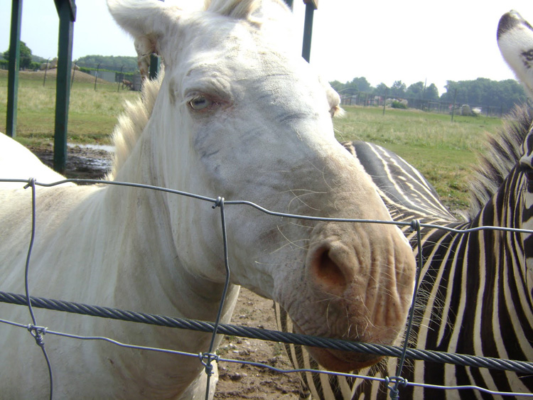 The Animal Kingdom 39 s Most Fascinatingly Bizarre Color Mutations
