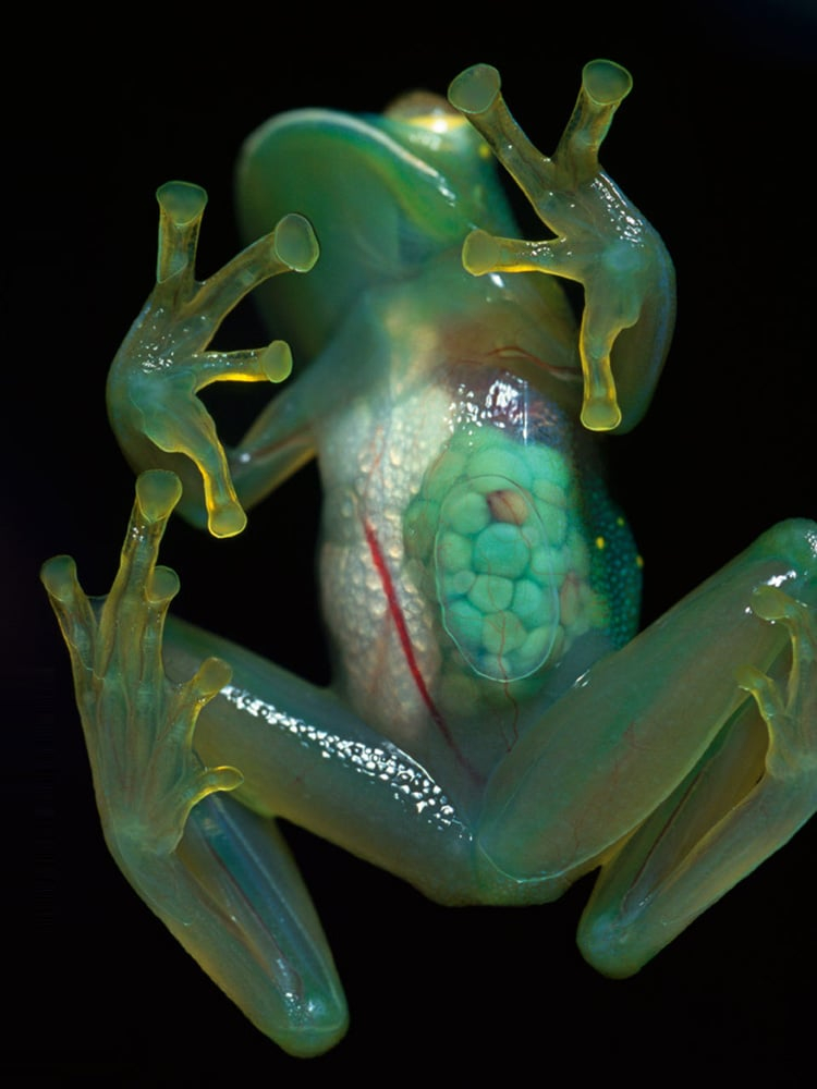 The Animal Kingdom 39 s Most Fascinatingly Bizarre Color Mutations