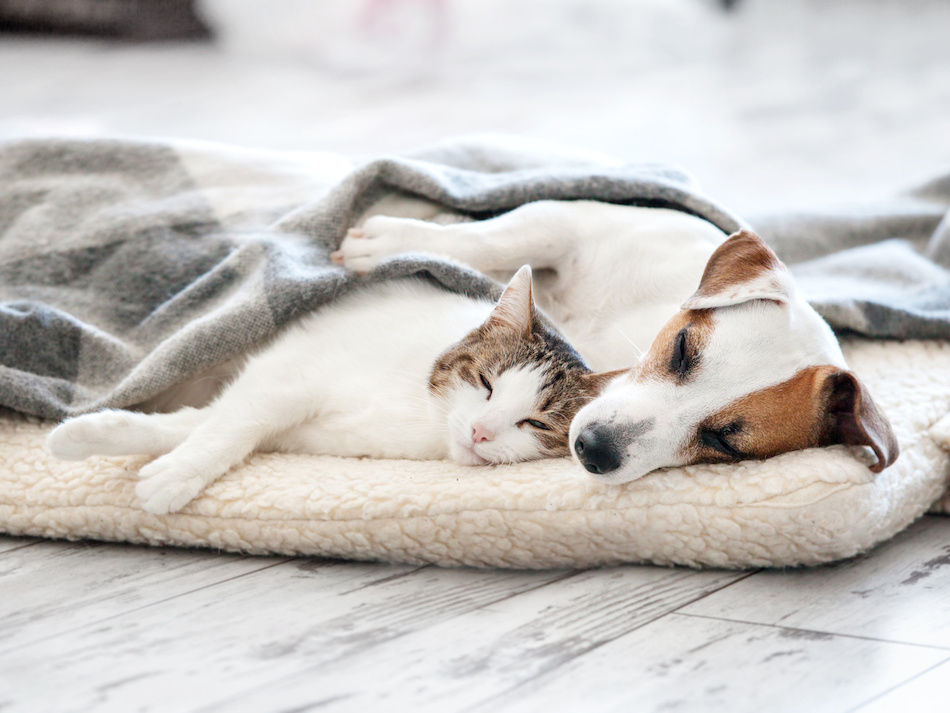 pet animals to keep at home pet animals to keep at home