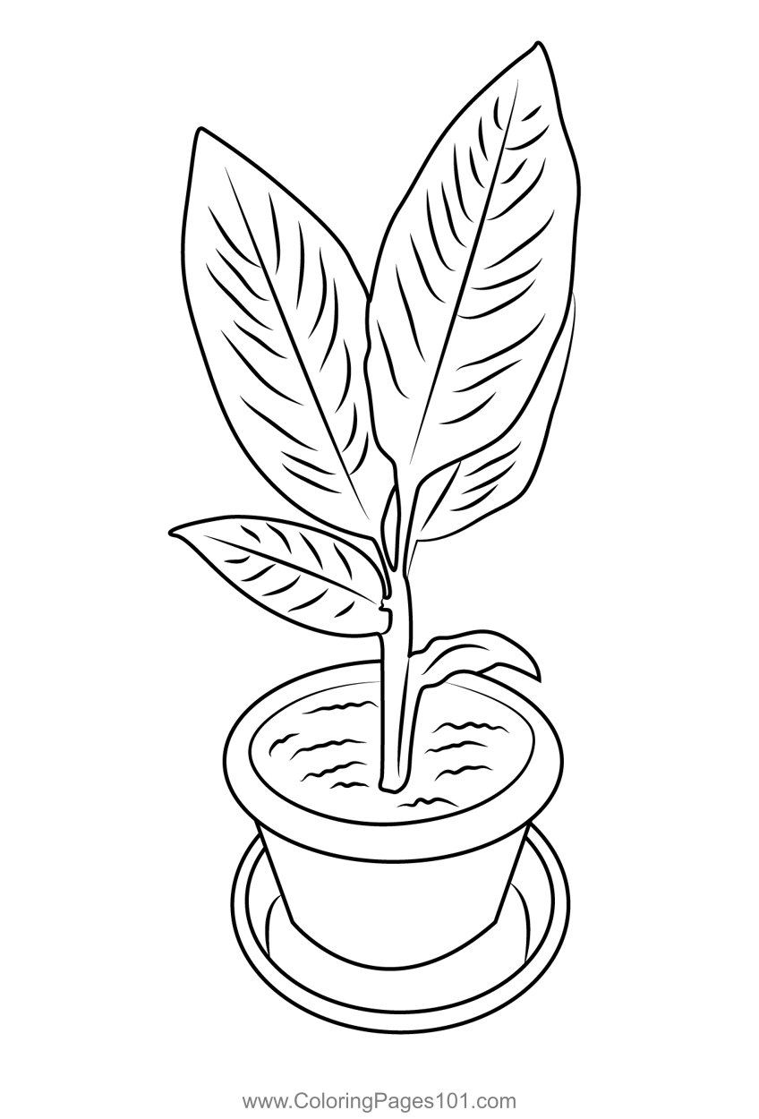printable coloring pages plants