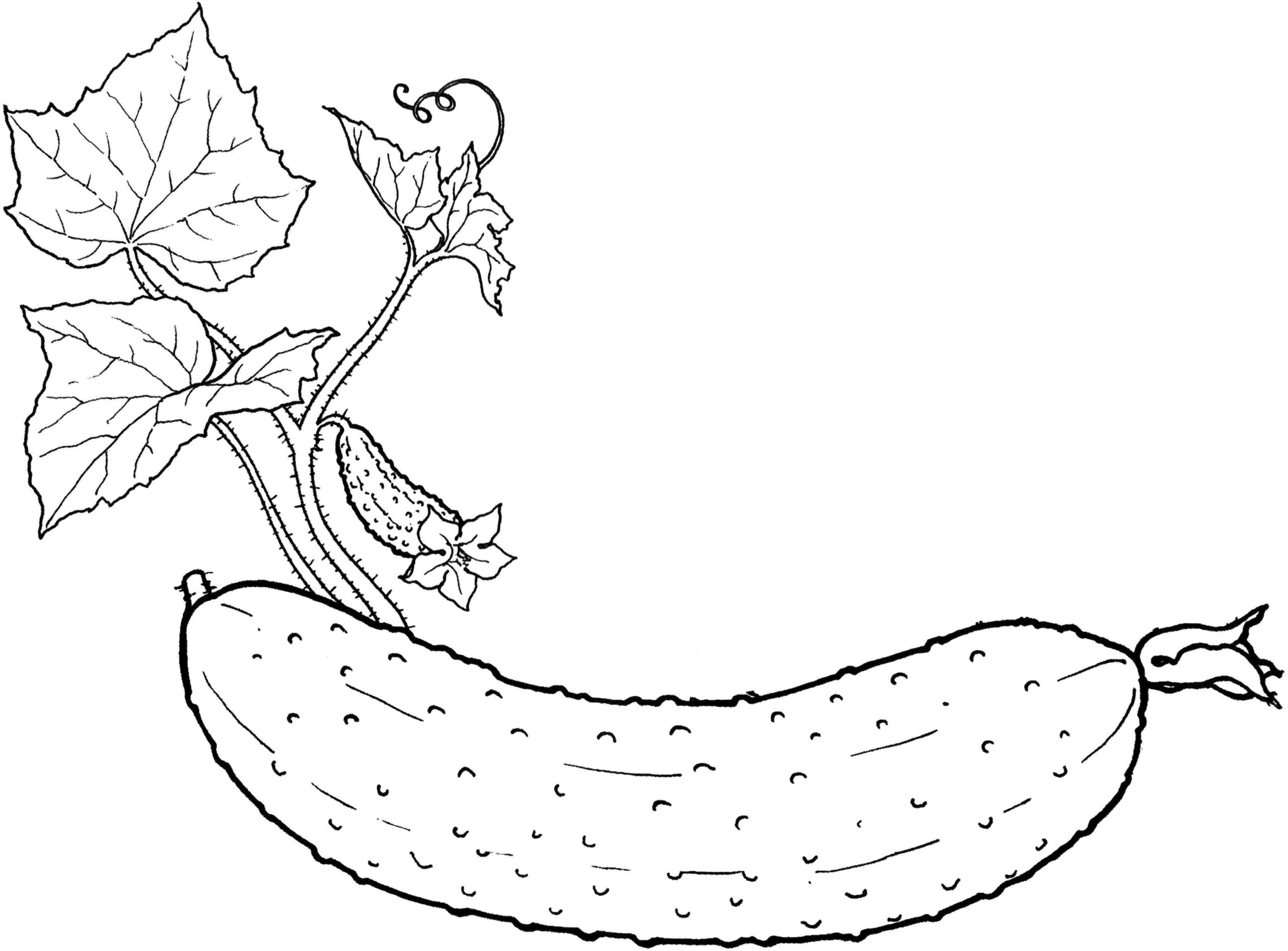 Vegetables Printable Coloring Pages