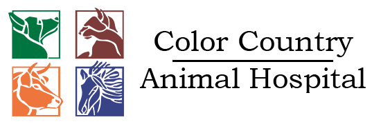 Veterinarian In Cedar City UT Color Country Animal Hospital