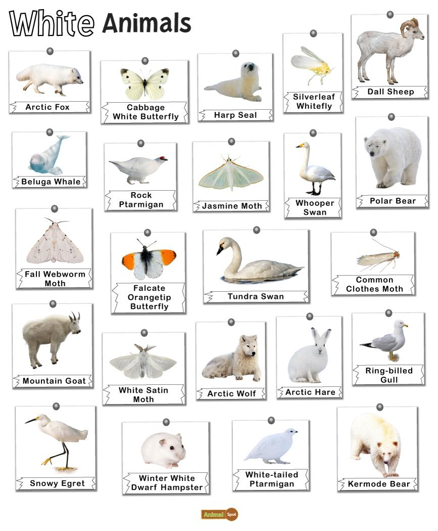 White Animals Facts List Pictures And More