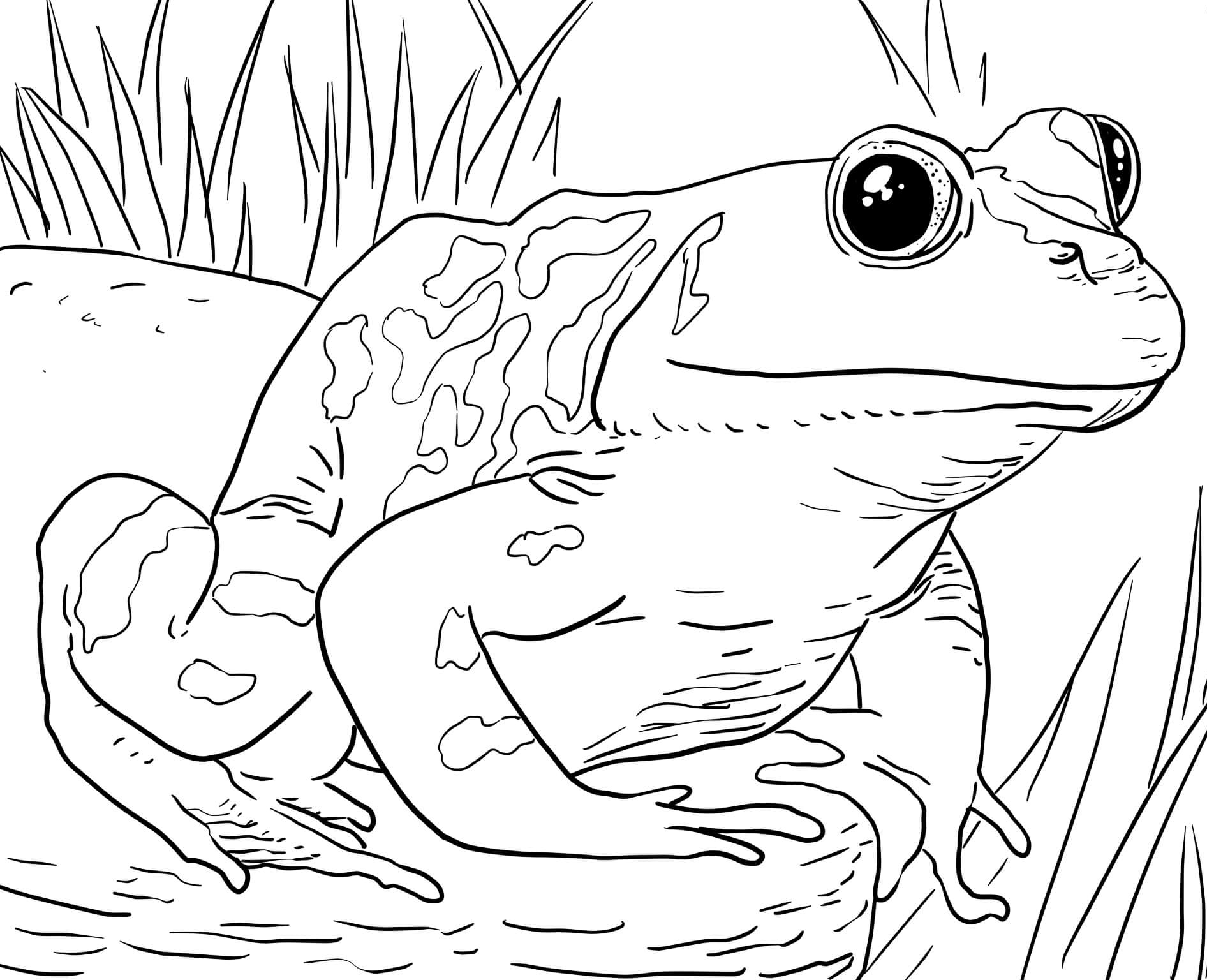 coloring animal pages for kids